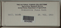Stemonitis fusca image